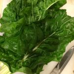 a picture of fresh Swiss chard leaves