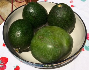 huge avocados and mango in a bowl